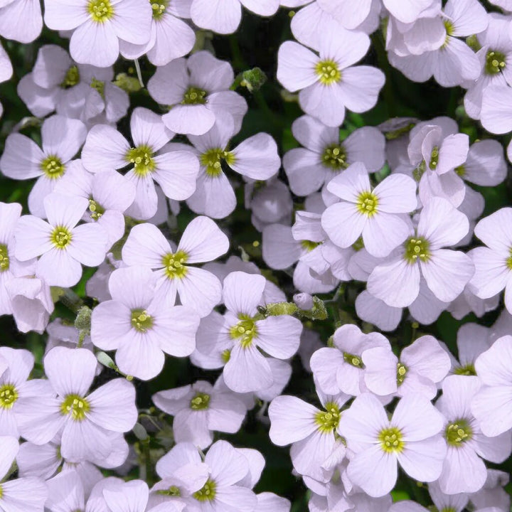 Semillas de Flores Aubrieta Blanca para Plantar – Semillas de Jardín Orgánicas de Alta Germinación, Variedad Antigua, No OGM