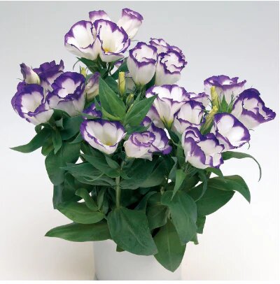 Violet White Eustoma Flower Seeds – Heirloom, Non-GMO, High Germination Seeds