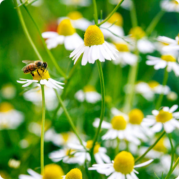 Bodegold German Chamomile flower seeds for planting, heirloom non-GMO garden seeds growing in a home flower garden
