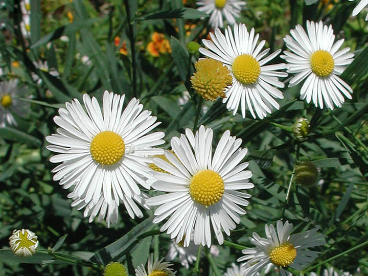 Aster Boltonia Flower Seeds for Planting – Heirloom Non-GMO High Germination Organic Seeds