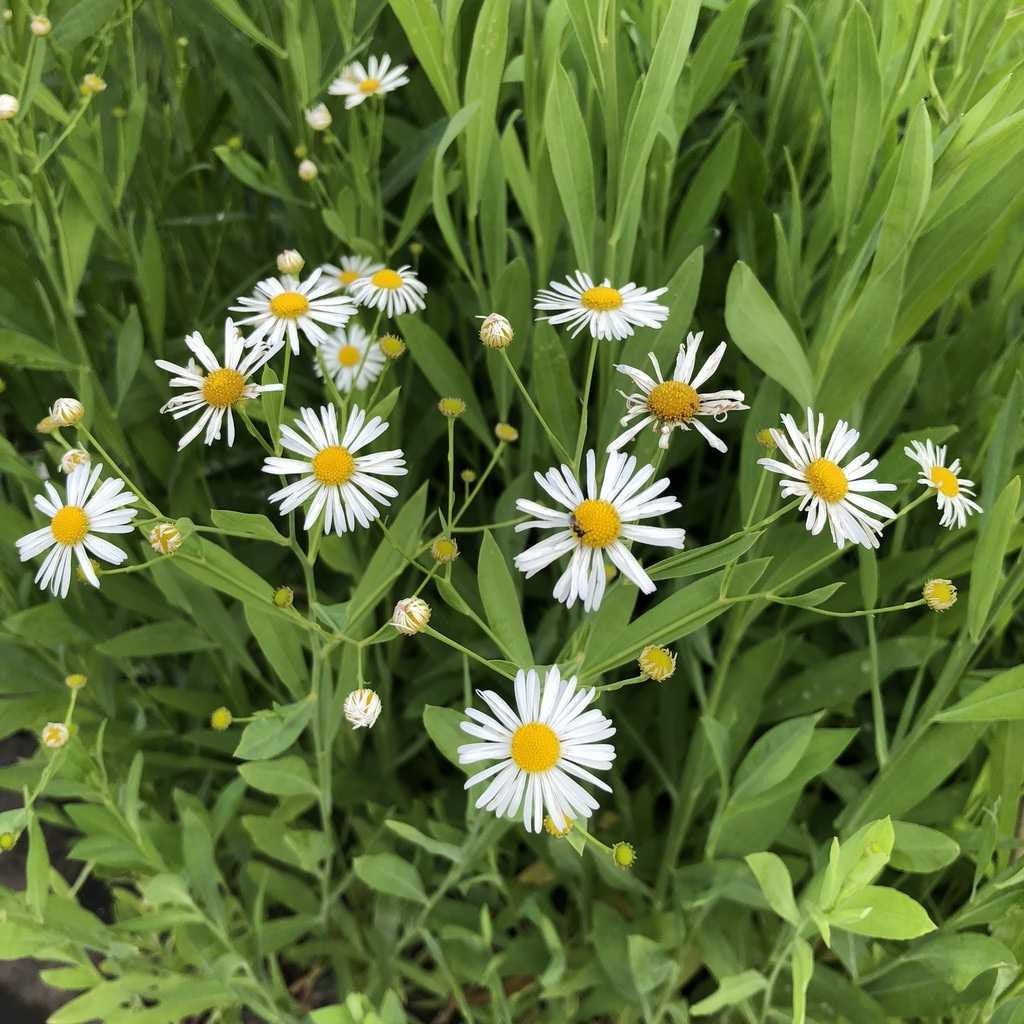 Aster Boltonia Flower Seeds for Planting – Heirloom Non-GMO High Germination Organic Seeds