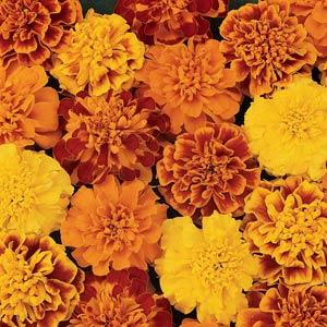 french marigold flower seeds