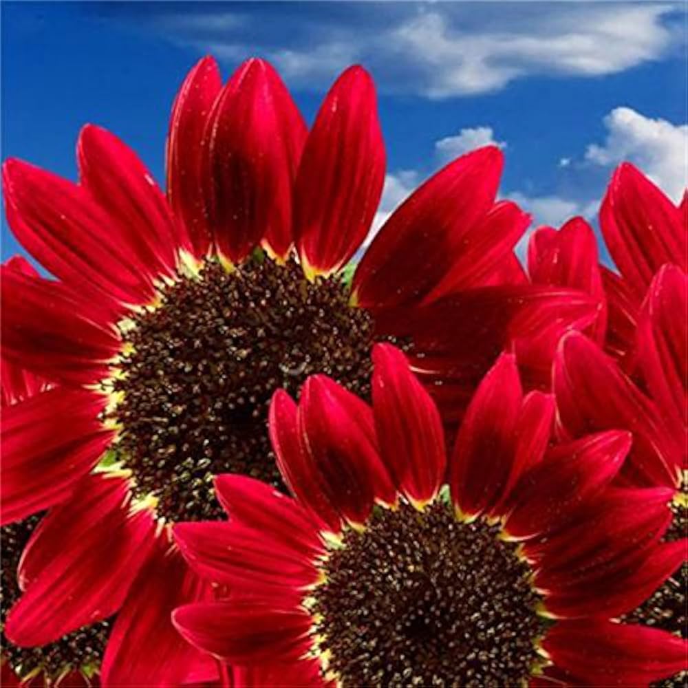 bonsai fortune flower seeds
