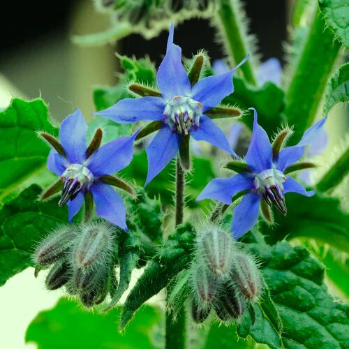 Borage Flower Seeds – Heirloom, Non-GMO, High Germination Organic Garden Seeds for Planting