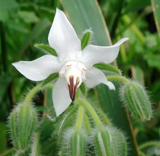 White borage Flower Seeds – Heirloom, Non-GMO, High Germination Organic Garden Seeds for Planting