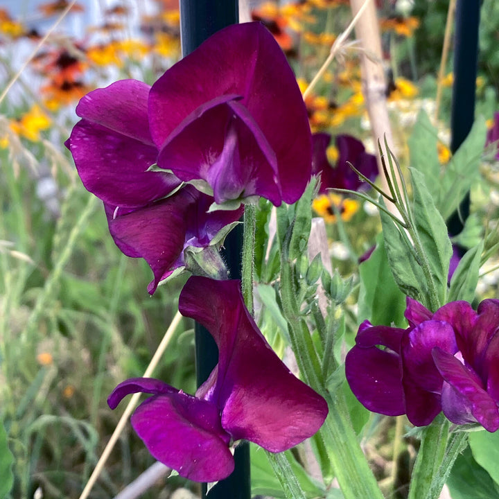 Lathyrus Flower Seeds Purple Maroon Heirloom Non-GMO High Germination Organic Garden Seeds for Planting