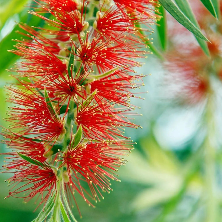 Red Bottle Brush Flower Seeds – Heirloom, Non-GMO, High Germination Organic Garden Seeds for Planting