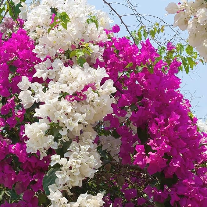 bougainvillea bougainvillea flower seeds