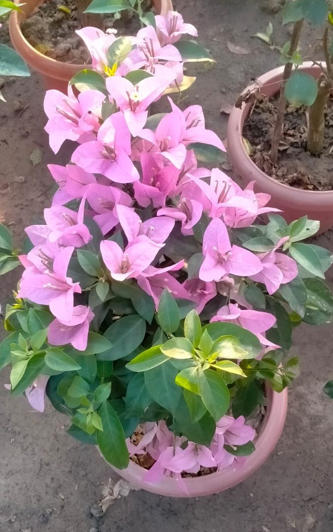 Light Pink Bougainvillea Flower Seeds Heirloom Non-GMO High Germination Organic Garden Seeds for Planting