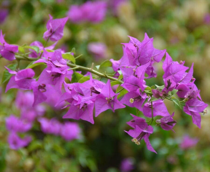 Bougainvillea Spectabilis Flower Seeds Heirloom Non-GMO High Germination Organic Garden Seeds for Planting