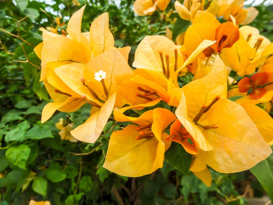 Yellow Bougainvillea Glabra Flower Seeds – Heirloom, Non-GMO, High Germination, Organic Garden Seeds