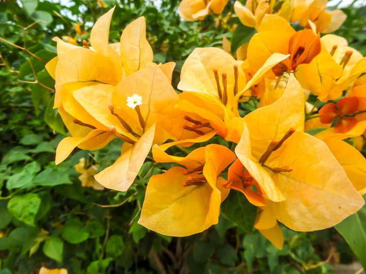 Yellow Bougainvillea Glabra Flower Seeds – Heirloom, Non-GMO, High Germination, Organic Garden Seeds