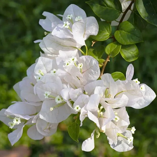White Bougainvillea Spectabilis Flower Seeds – Heirloom, Non-GMO, High Germination, Organic Seeds