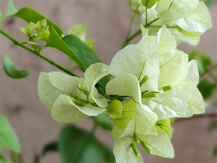 Bougainvillea Flower Seeds Green – Heirloom Non-GMO High Germination Seeds