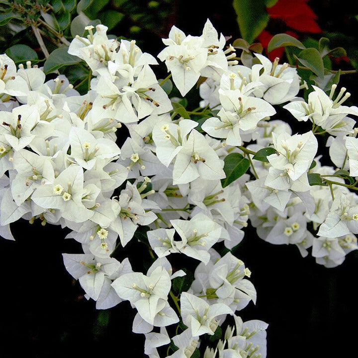 White Bougainvillea Spectabilis Flower Seeds – Heirloom, Non-GMO, High Germination, Organic Seeds