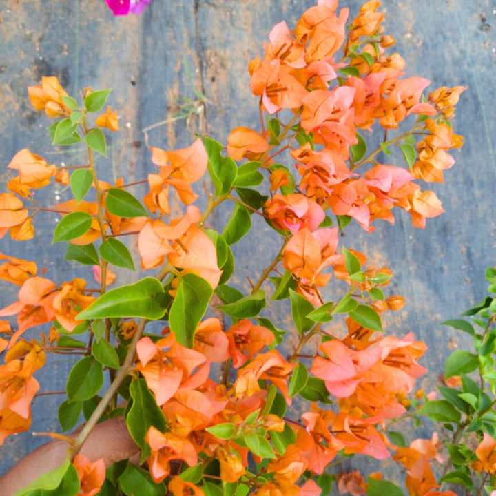 Bougainvillea Flower Seeds Orange – Heirloom, Non-GMO, High Germination Seeds