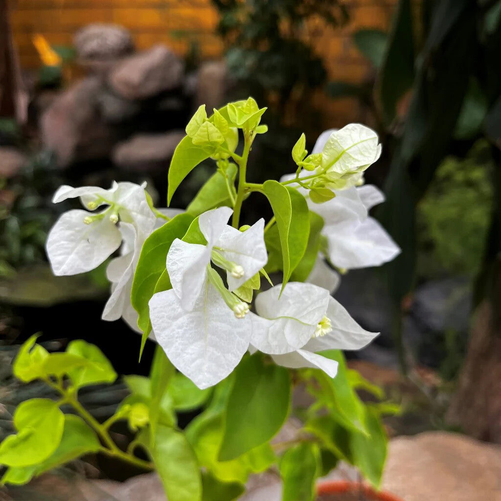 White Perennial Giant Bougainvillea Flower Seeds for Planting – Heirloom Non-GMO