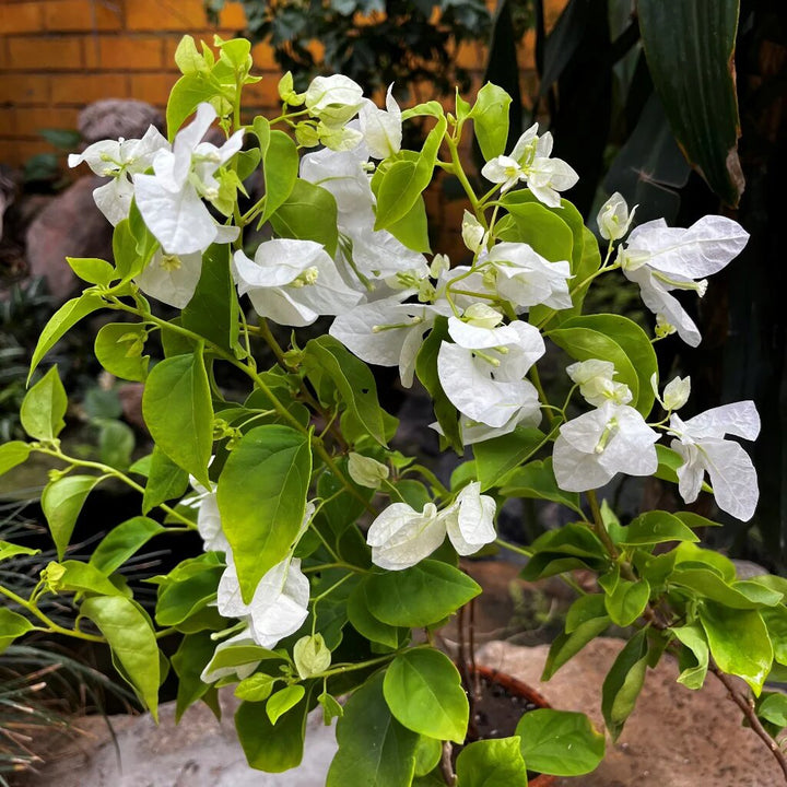White Climbing Bougainvillea Flower Seeds – Heirloom, Non-GMO, High Germination, Organic Garden Seeds