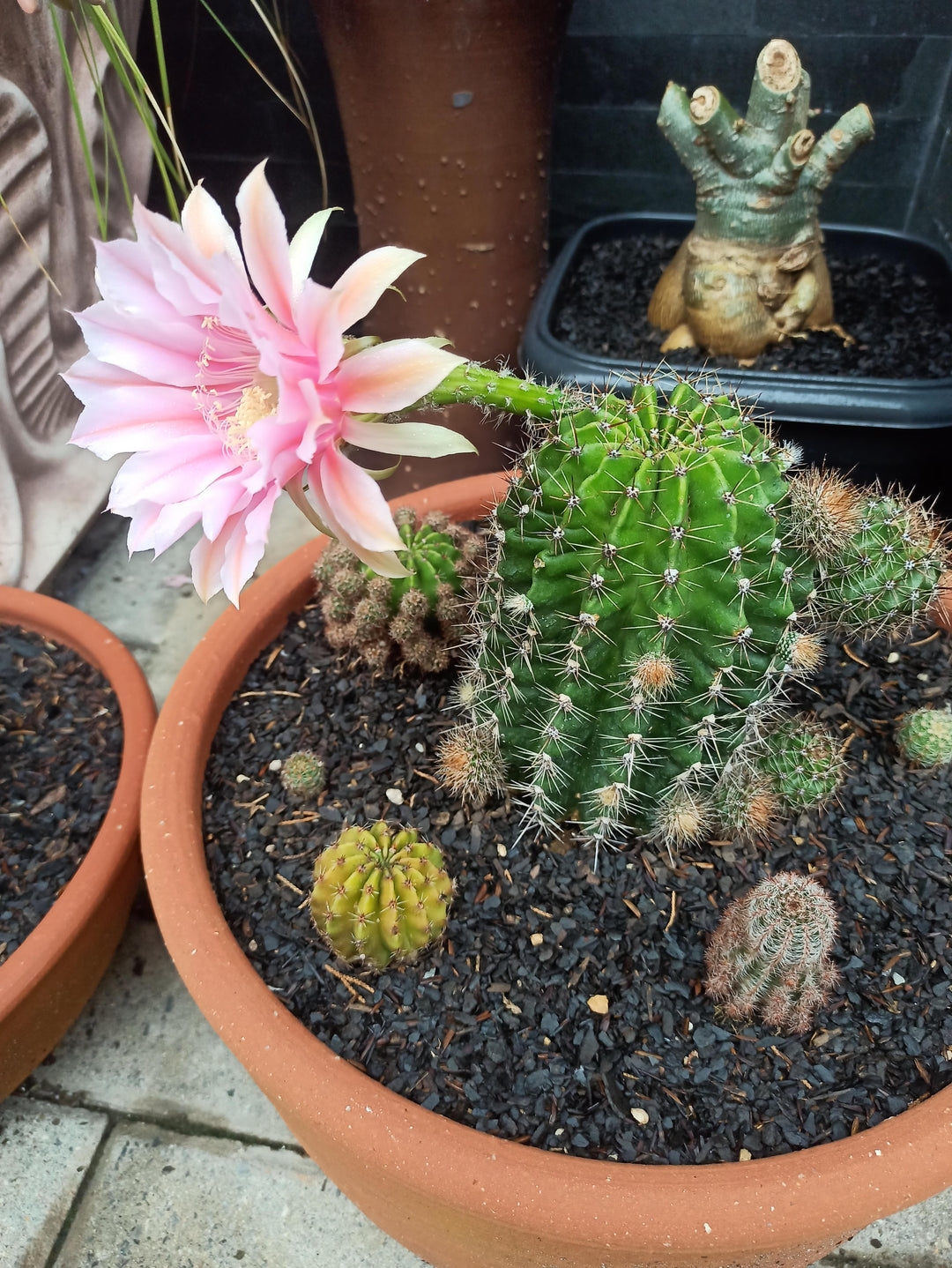 Light Pink Echinopsis Flower Seeds – Heirloom, Non-GMO, High Germination Seeds