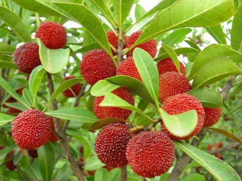 Red Myrica Fruit Seeds for Planting – Heirloom Non-GMO High Germination Organic Garden Seeds