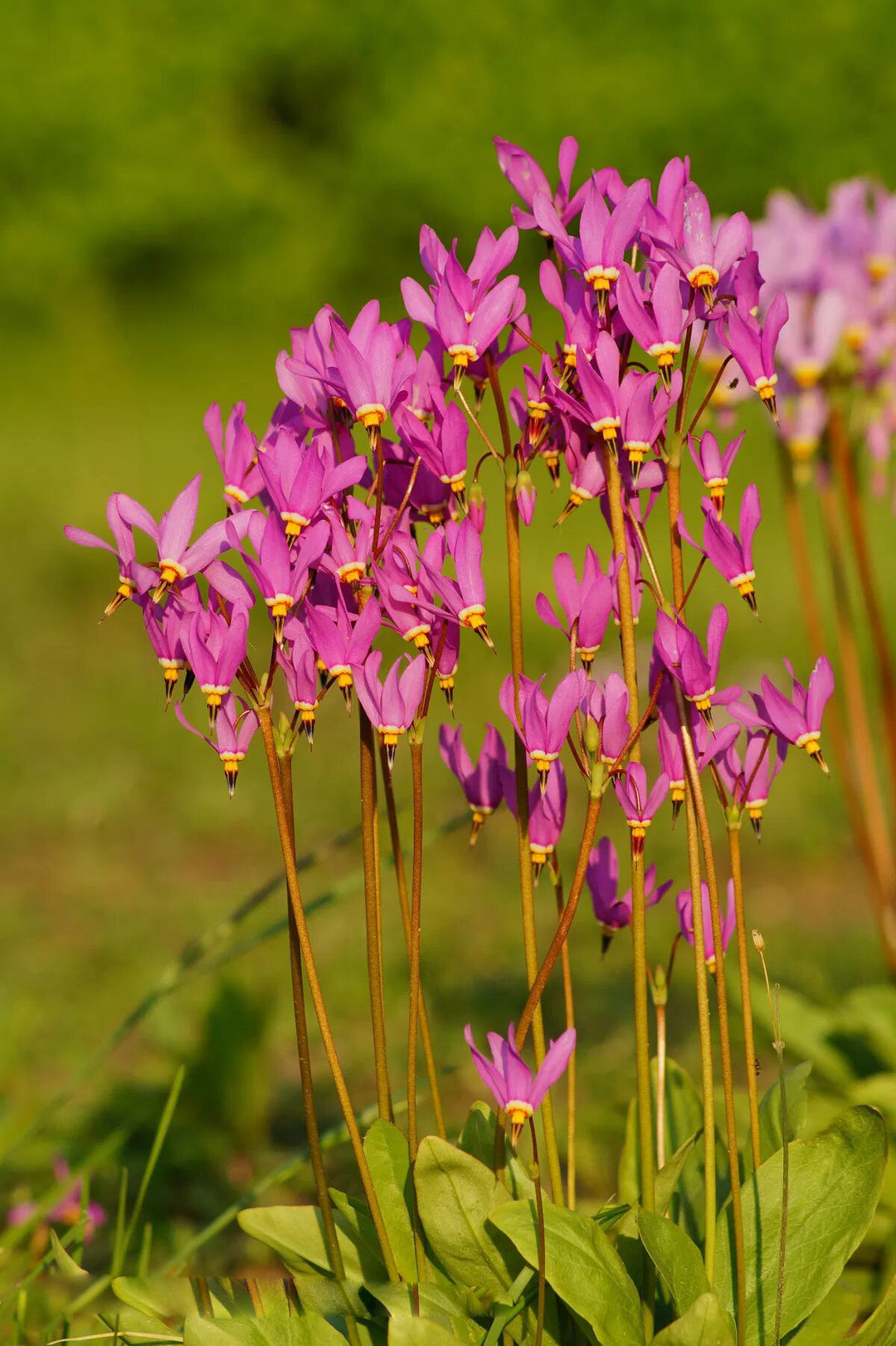 Pink Dombeya Flower Seeds – Heirloom, Non-GMO, High Germination Seeds for Planting