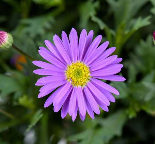 Violet Brachyscome Flower Seeds – Heirloom, Non-GMO, High Germination Organic Garden Seeds for Planting