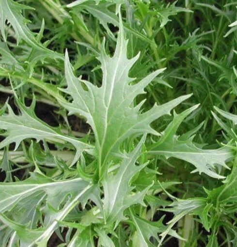 Lime Streaks Mizuna Mustard Seeds for Planting – Heirloom Non-GMO High Germination Organic Garden Seeds