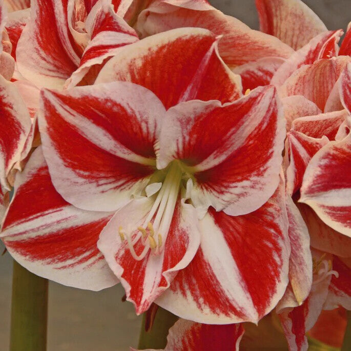 Amaryllis Flower Seeds Red White for Planting – Heirloom Non-GMO High Germination Seeds