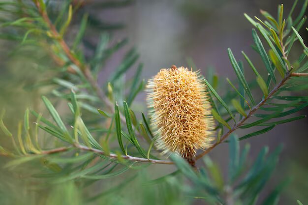 Yellow Banksia Flower Seeds for Planting – Heirloom Non-GMO High Germination Organic Seeds
