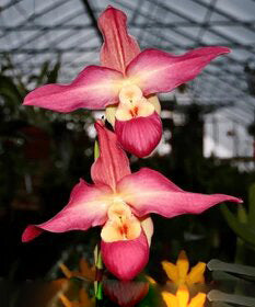 Semillas de orquídea Cara de Mono Gigante Rojas para Sembrar (Herencia, No-OGM) Alta Germinación Semillas Orgánicas de Jardín