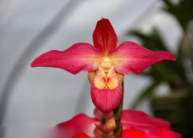 Semillas de orquídea Cara de Mono Gigante Rojas para Sembrar (Herencia, No-OGM) Alta Germinación Semillas Orgánicas de Jardín