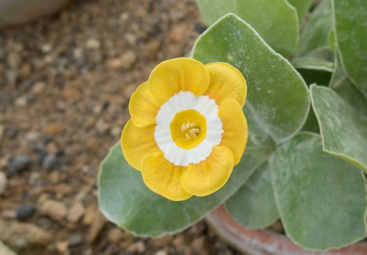 Auricula Flower Seeds Yellow for Planting – Heirloom Non-GMO High Germination Organic Seeds