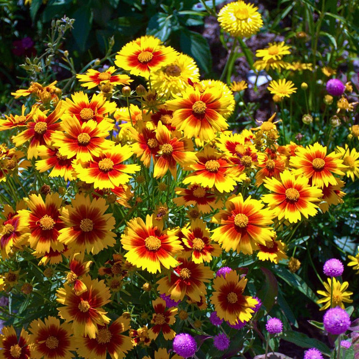 Red Yellow Coreopsis Flower Seeds – Heirloom Non-GMO High Germination