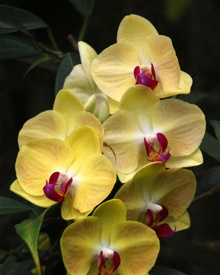 Yellow Blooming Orchid Flower Seeds – Heirloom, Non-GMO, High Germination Organic Garden Seeds for Planting