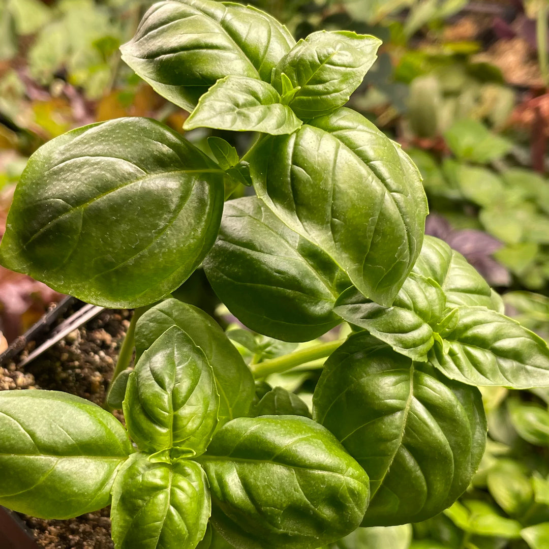 Broadleaf Basil herb seeds