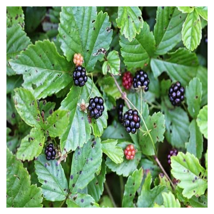 Brookfield V4 gallery source 38453189443836