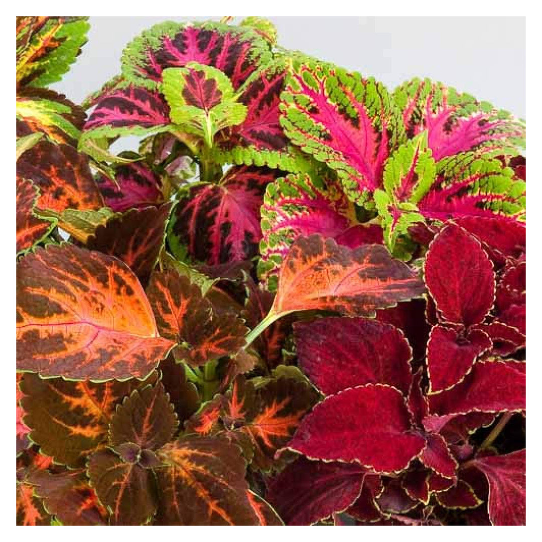 Brookfield V4 gallery source 38500486611196