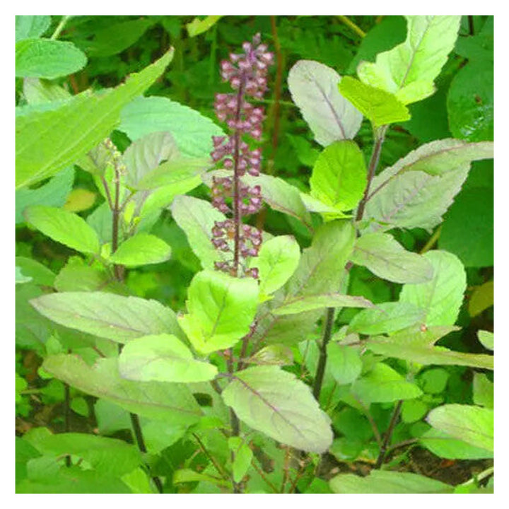 Brookfield V4 gallery source 38435456876796