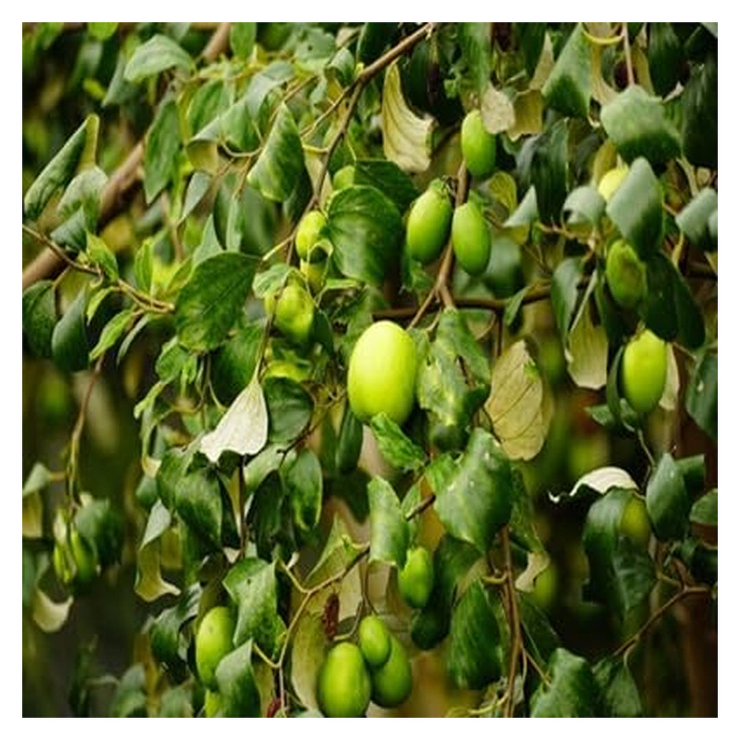 Brookfield V4 gallery source 38453248622844