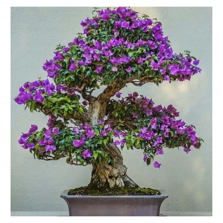 Brookfield V4 gallery source 38379498406140