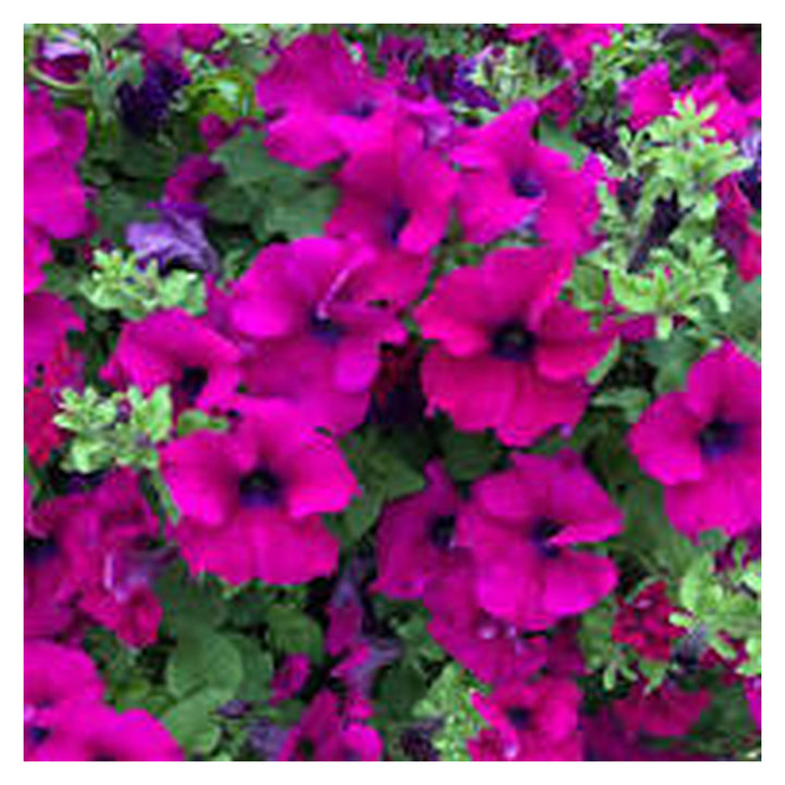 Brookfield V4 gallery source 39100177940732