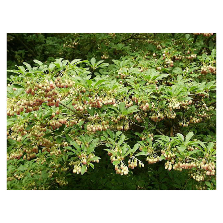 Brookfield V4 gallery source 38685320970492
