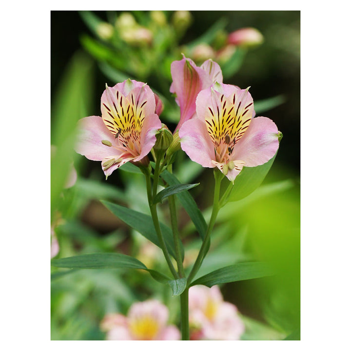 Brookfield V4 gallery source 38457298321660