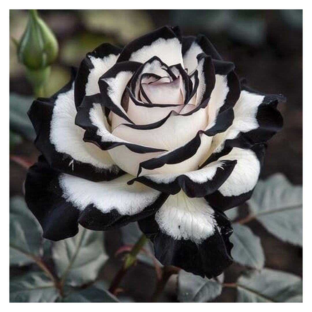 Brookfield V4 gallery source 38415507161340