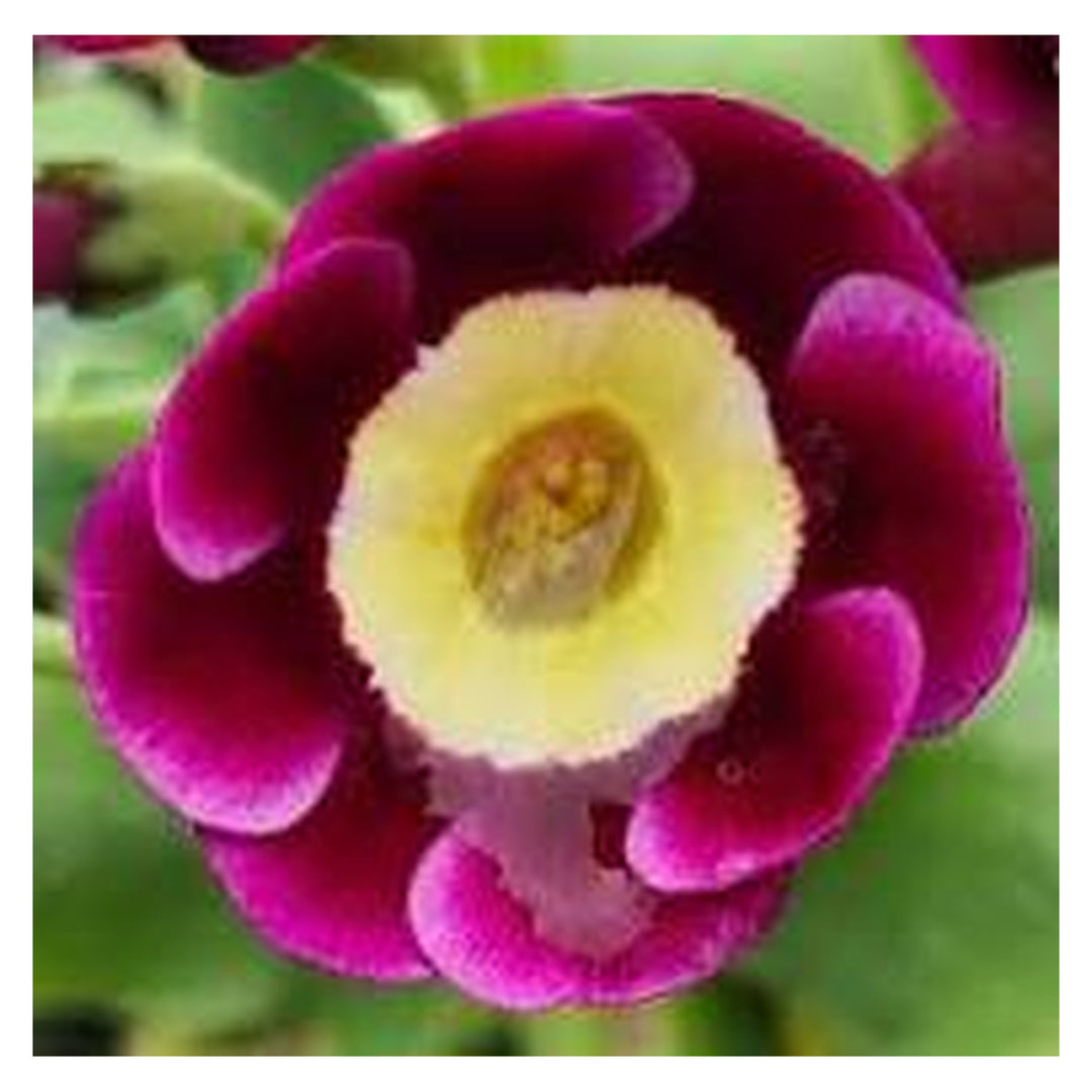 Brookfield V4 gallery source 39118673903868