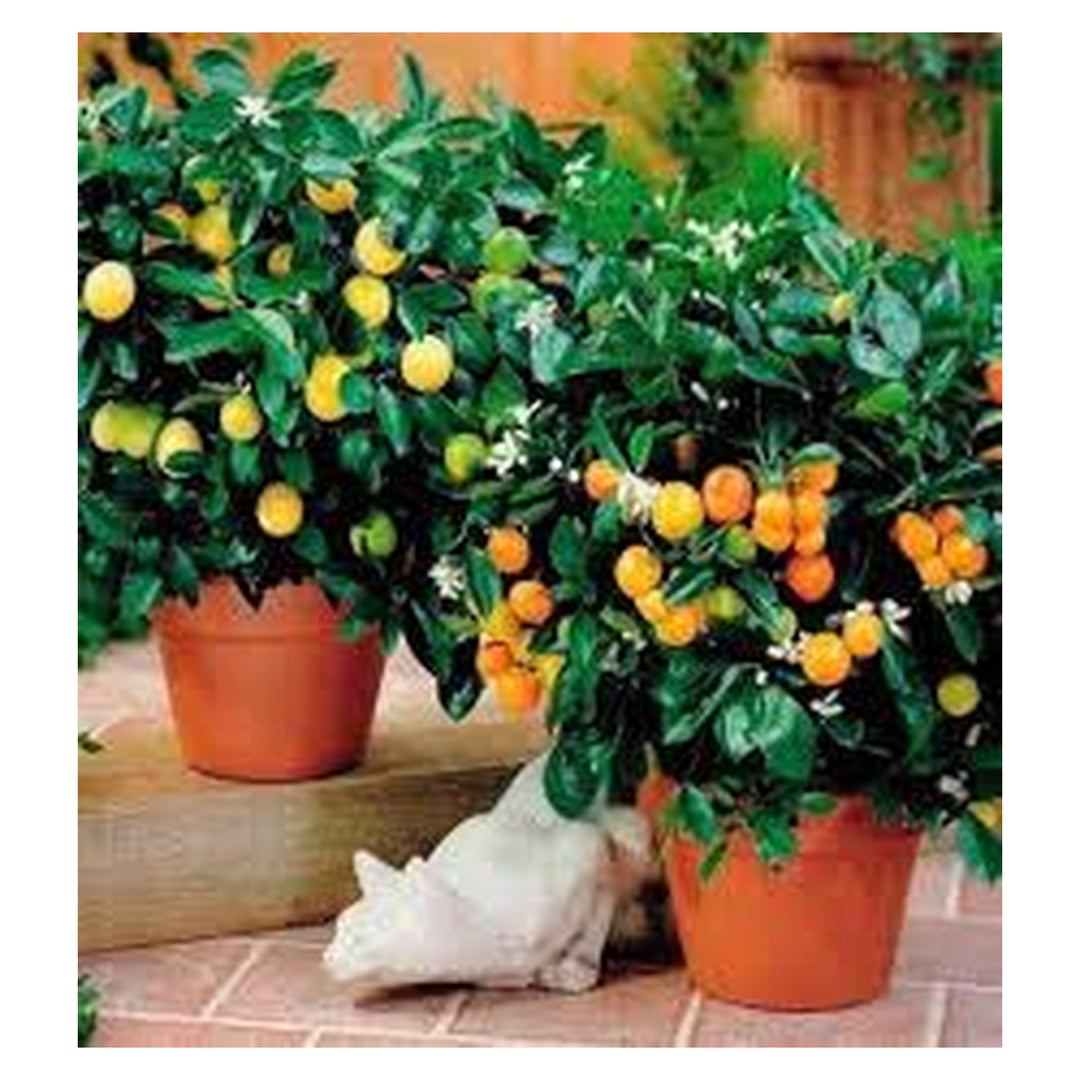 Brookfield V4 gallery source 39021913243900