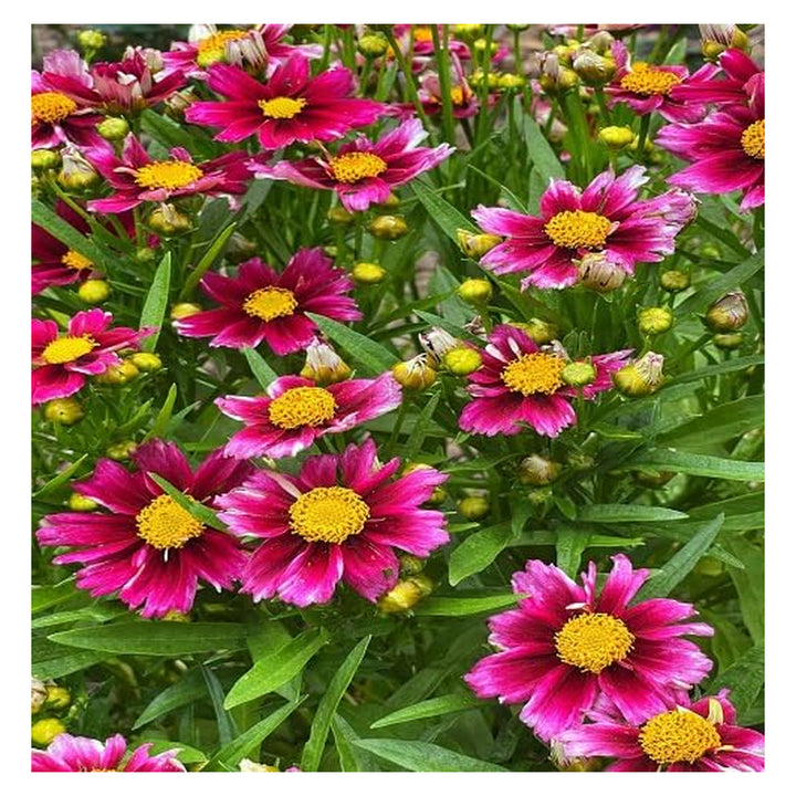 Brookfield V4 optimized product photograph 9218051735804