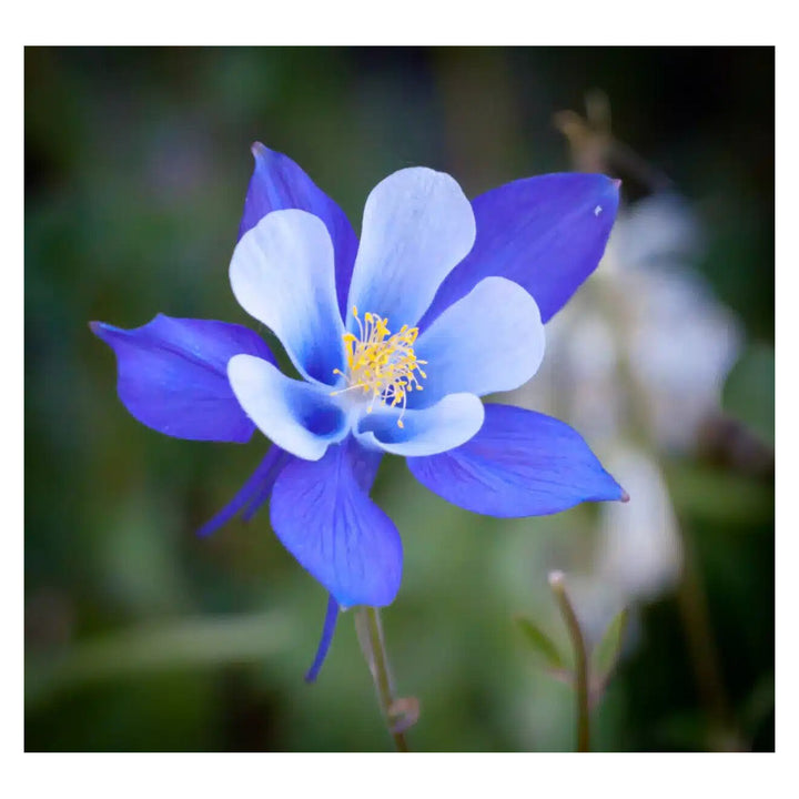 Brookfield V4 optimized product photograph 9218051834108
