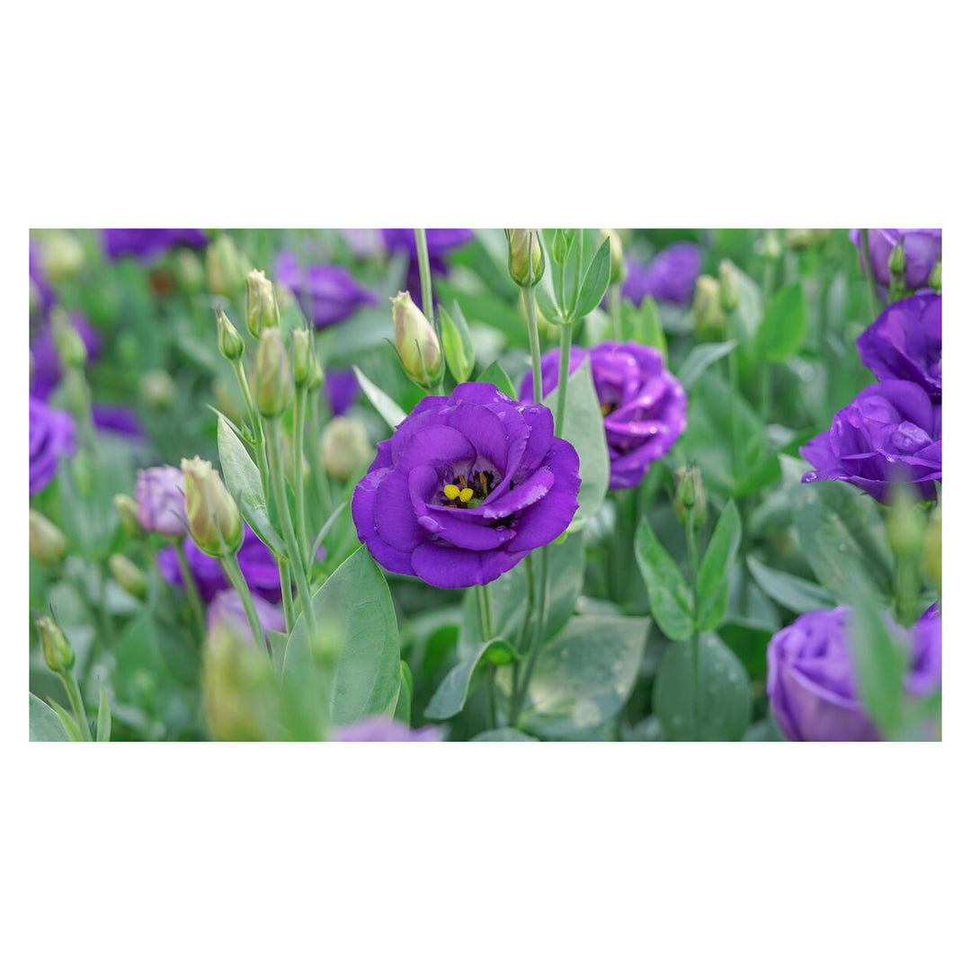 Brookfield V4 optimized product photograph 9218051997948