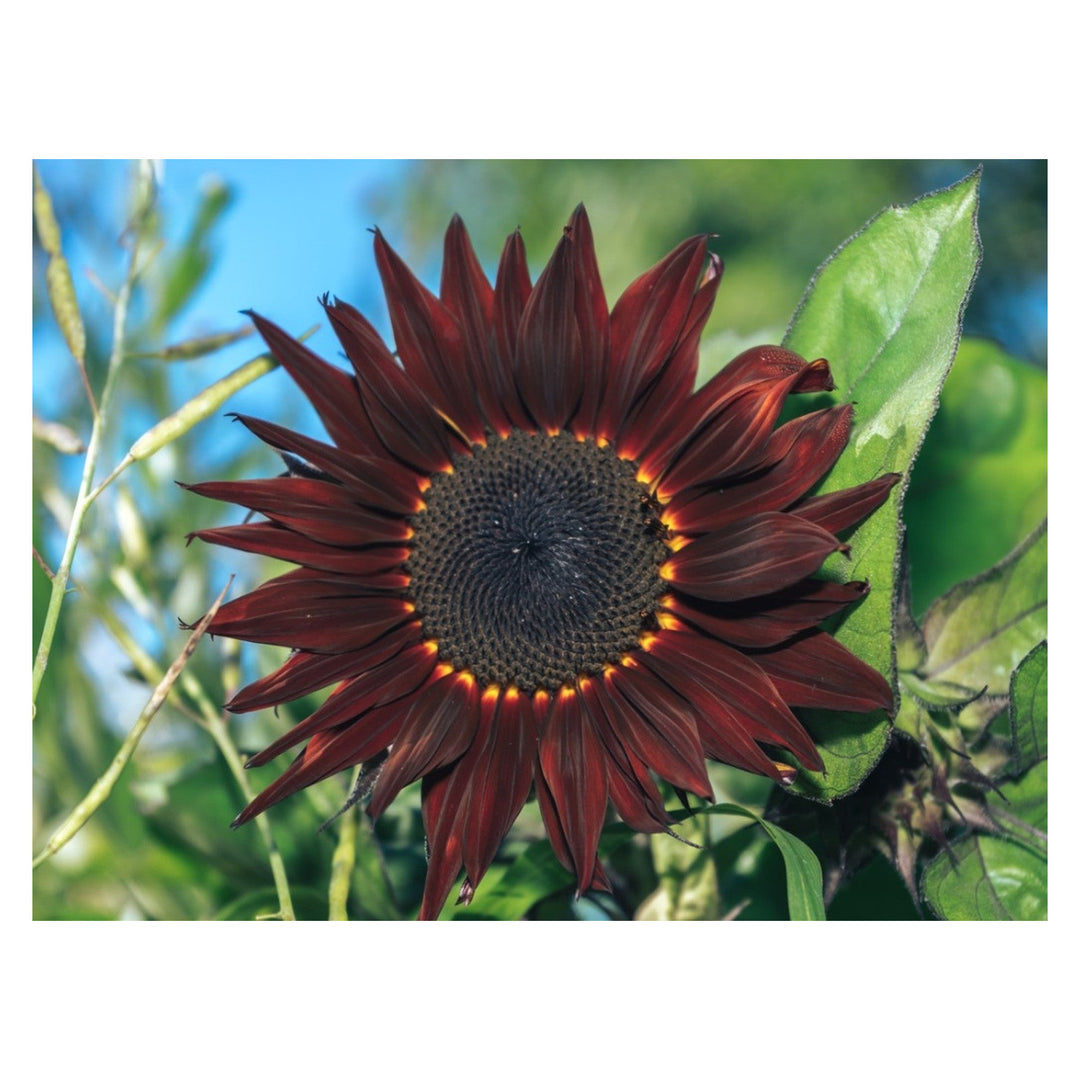 Brookfield V4 optimized product photograph 9218052129020